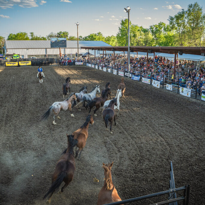 Copyright Cody Noble_Bucking horses spill out greeting the crowd to open up the inaugural Tangier Shrine PRCA Rodeo performance in Springfield, Neb. May 10-11, 2024